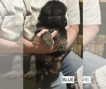 Small Photo #215 German Shepherd Dog Puppy For Sale in LA FAYETTE, NY, USA