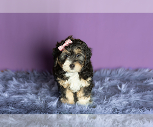 Miniature Bernedoodle-Poodle (Miniature) Mix Puppy for sale in SHIPSHEWANA, IN, USA