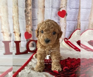 Doodle-Poodle (Toy) Mix Puppy for Sale in SAINT AUGUSTINE, Florida USA