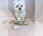Small #6 Maltese