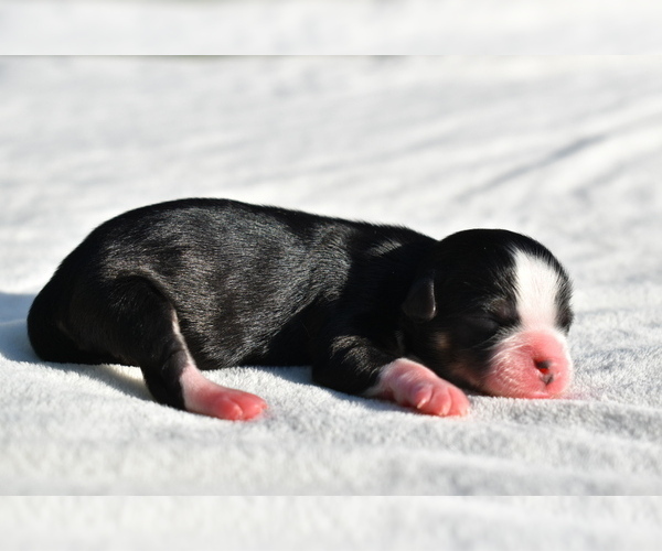 Medium Photo #2 Auss-Tzu Puppy For Sale in PALM COAST, FL, USA