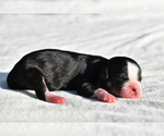 Small #1 Auss-Tzu