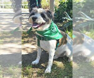 Mutt Dogs for adoption in Santa Cruz, CA, USA