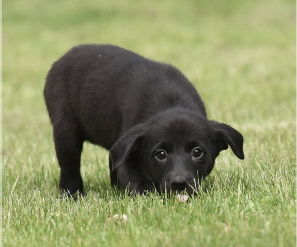 Medium Photo #5 Borador Puppy For Sale in Mechanicsburg, PA, USA