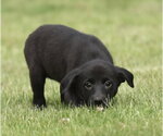 Small #4 Borador