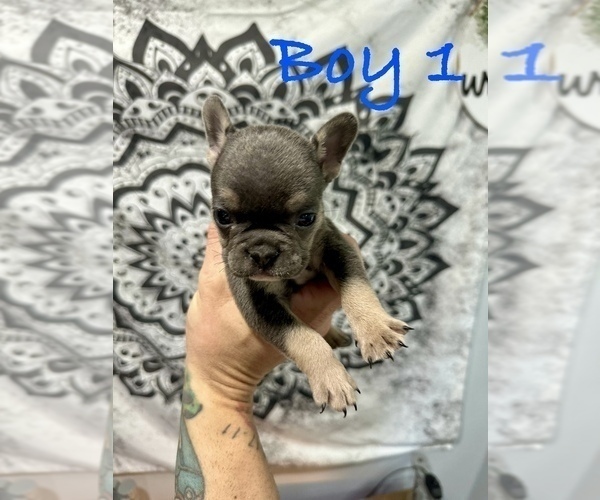 Medium Photo #1 French Bulldog Puppy For Sale in KANNAPOLIS, NC, USA