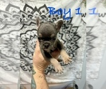 Small Photo #1 French Bulldog Puppy For Sale in KANNAPOLIS, NC, USA