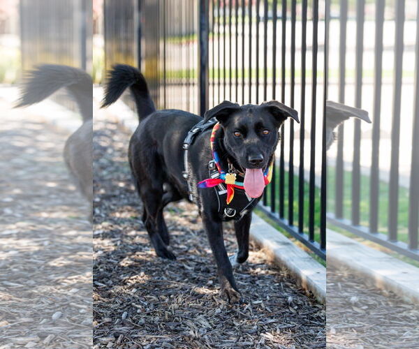 Medium Photo #4 Collie-Labrador Retriever Mix Puppy For Sale in McKinney, TX, USA
