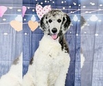 Small Photo #14 Poodle (Standard) Puppy For Sale in BURNS, TN, USA