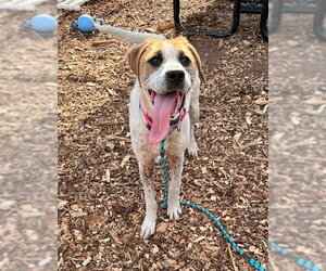 Labrador Retriever-Unknown Mix Dogs for adoption in Waterford, VA, USA
