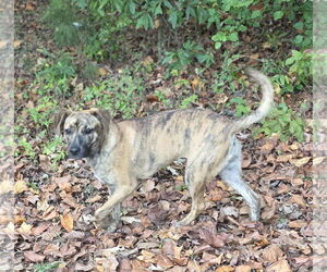 Echo - Female Siberian Husky-Unknown Mix Dog for Adoption - Photo #5