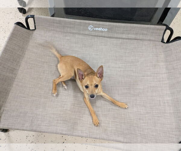 Medium Photo #2 Chihuahua-Unknown Mix Puppy For Sale in Albemarle, NC, USA