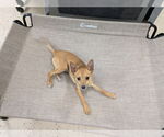 Small #1 Chihuahua Mix
