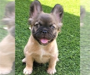 French Bulldog Puppy for Sale in LAS VEGAS, Nevada USA