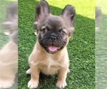 Small French Bulldog