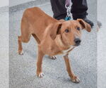 Small #1 Collie-Redbone Coonhound Mix