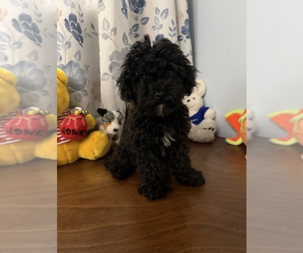 Medium Photo #1 Bichpoo Puppy For Sale in DURHAM, CT, USA