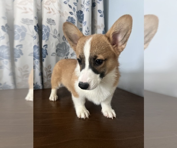 Medium Photo #50 Pembroke Welsh Corgi Puppy For Sale in DURHAM, CT, USA