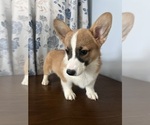 Small #49 Pembroke Welsh Corgi