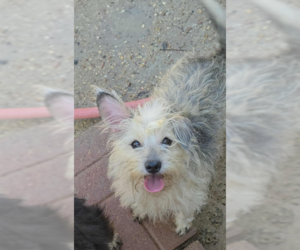 Mutt Dogs for adoption in Cranston, RI, USA