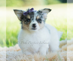 Small Photo #64 Chihuahua Puppy For Sale in WARSAW, IN, USA