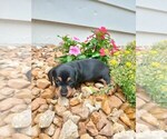 Small #1 Dachshund