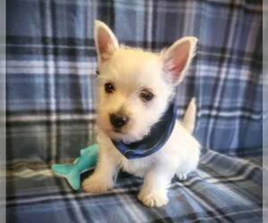 West Highland White Terrier Puppy for sale in MOUNTAINBURG, AR, USA