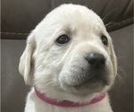 Small Photo #2 Labrador Retriever Puppy For Sale in SACRAMENTO, CA, USA