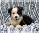 Small Photo #11 Australian Shepherd Puppy For Sale in LAKELAND, FL, USA