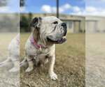 Small #3 Bulldog