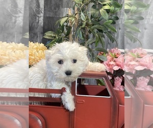 Maltese Puppy for sale in CANOGA, NY, USA