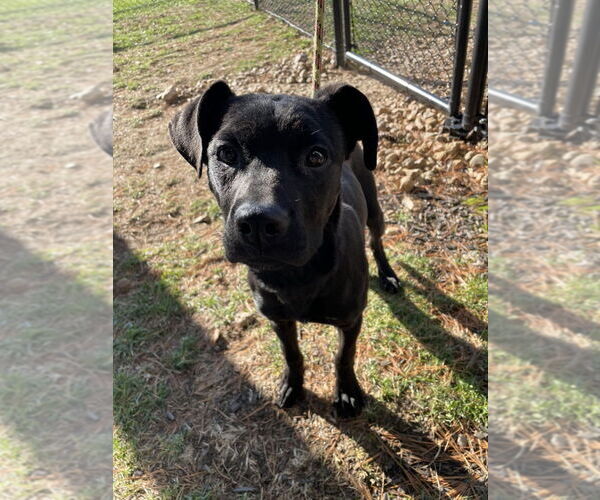 Medium Photo #1 Mutt Puppy For Sale in Evansville, IN, USA