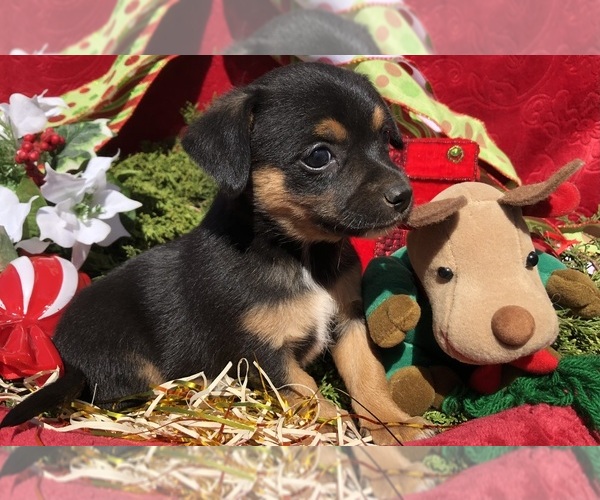 Medium Photo #3 Australian Shepherd-Chihuahua Mix Puppy For Sale in SHERMAN, TX, USA
