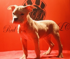 Medium American Bully