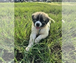 Great Pyrenees Puppy for Sale in VICTORIA, Texas USA