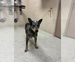 Mutt Dogs for adoption in Conroe, TX, USA