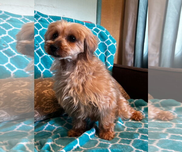 Medium Photo #7 Mutt Puppy For Sale in Pacolet, SC, USA