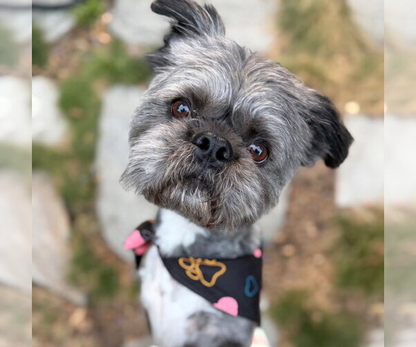 Medium Photo #2 French Tzu Puppy For Sale in San Jose, CA, USA
