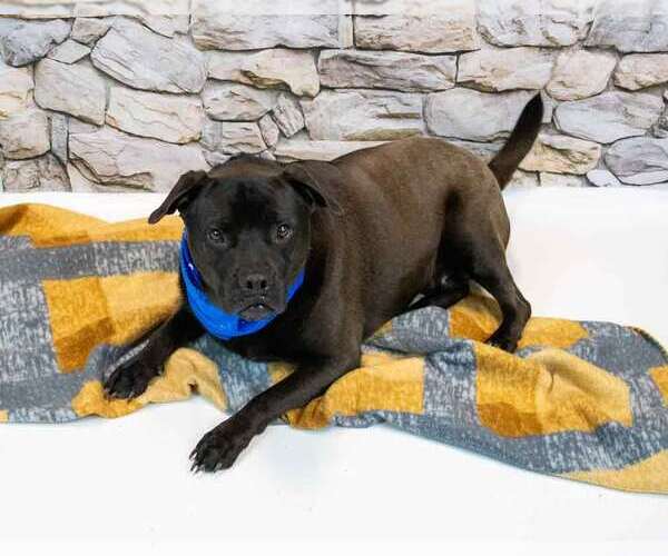 Medium Photo #3 Miniature Bulldog Puppy For Sale in Kennesaw, GA, USA