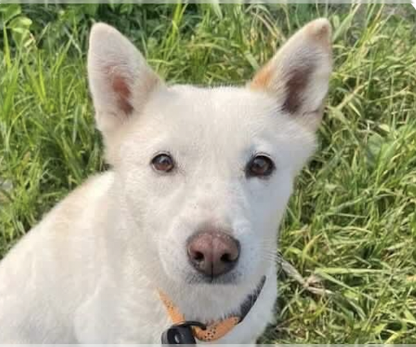 Medium Photo #1 Mutt Puppy For Sale in San Ramon, CA, USA