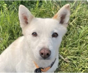 Mutt Dogs for adoption in San Ramon, CA, USA
