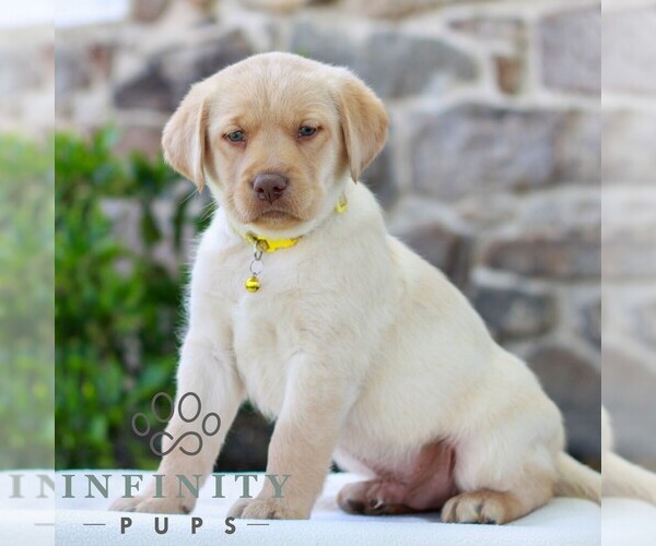 Medium Photo #3 Labrador Retriever Puppy For Sale in MORGANTOWN, PA, USA