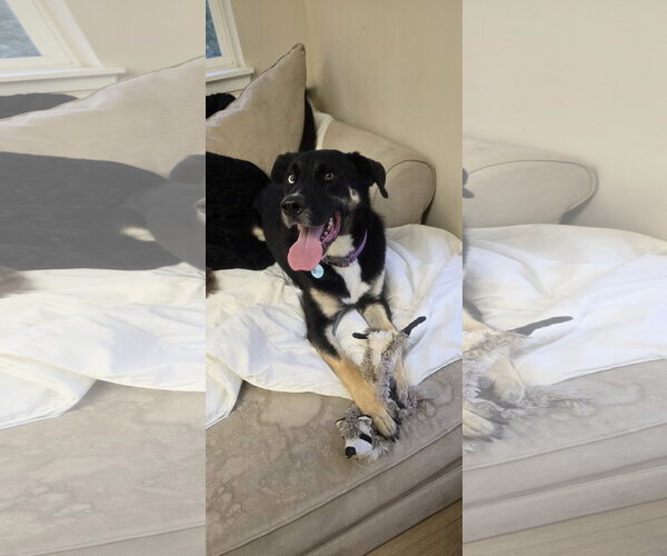 Medium Photo #4 Siberian Husky-Unknown Mix Puppy For Sale in Rockaway, NJ, USA