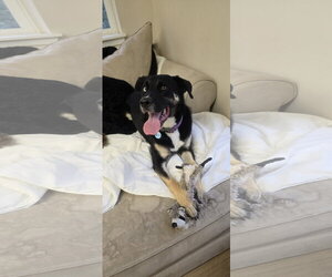 Caleb Dixon - Male Siberian Husky-Unknown Mix Dog for Adoption - Photo #4