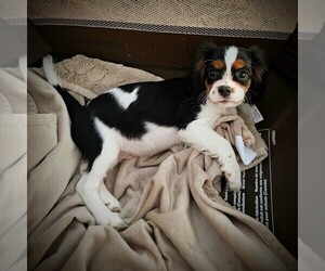 Cavalier King Charles Spaniel Puppy for sale in CORONA, CA, USA