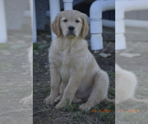 Medium Photo #1 Golden Retriever Puppy For Sale in ASHVILLE, AL, USA