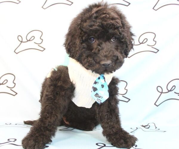 Medium Photo #5 Goldendoodle Puppy For Sale in LAS VEGAS, NV, USA