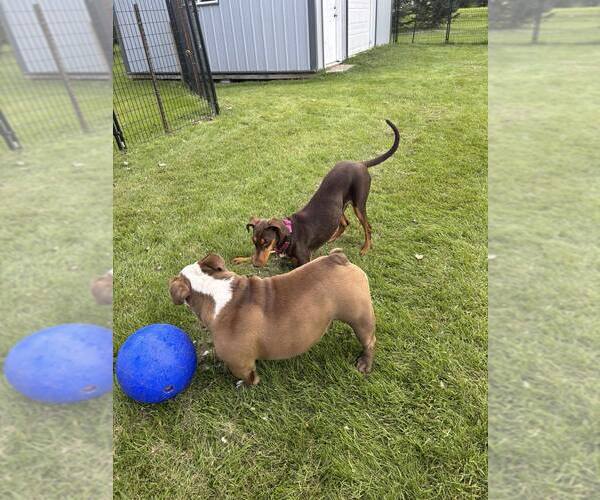 Medium Photo #15 Doberman Pinscher Puppy For Sale in Buffalo, MN, USA