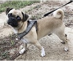 Small Photo #1 Miniature Spitz-Pug Mix Puppy For Sale in THOMASVILLE, NC, USA