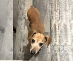 Small Dachshund